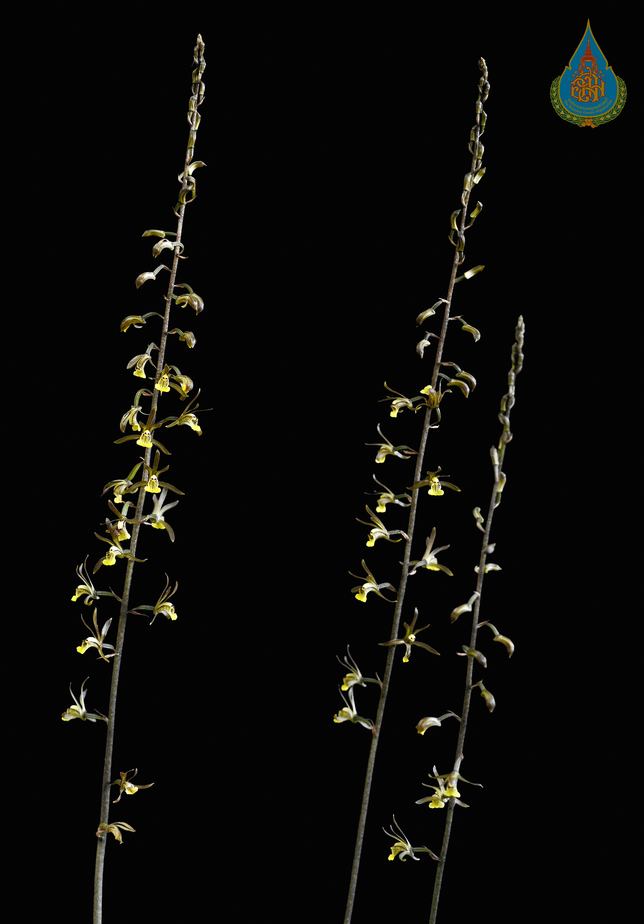 เอื้องสีลาสองเขา Tainia bicornis (Lindl.) Rchb.f.<br/>ORCHIDACEAE
